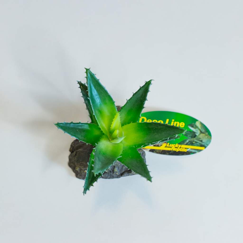 Lucky Reptile Agave, klein
